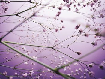 Low angle view of pink flowers on branch