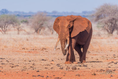 An elephant in the wild facing the camera