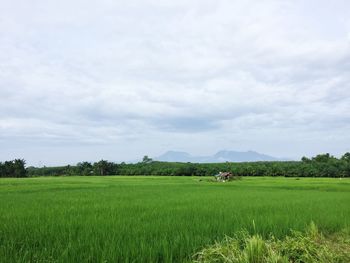 Scenic view of agricultural field against sky