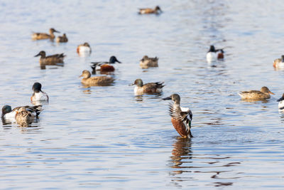 Ducks in a lake