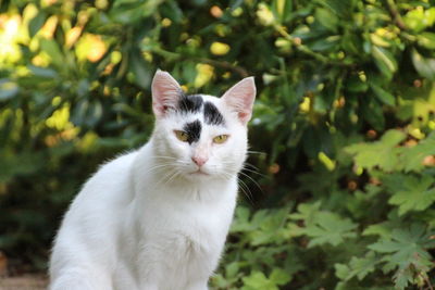 Close-up portrait of a cat