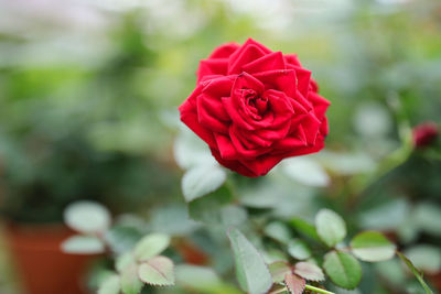 Close-up of red rose blooming outdoors