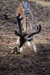 In this photo there is an adult spotted deer eating a banana 