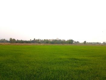 Scenic view of field against clear sky