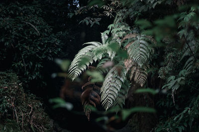 Close-up of fern in forest