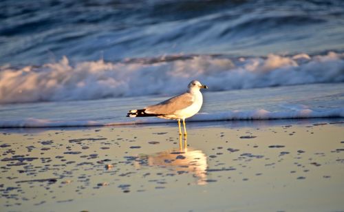 Seagull perching on a beach