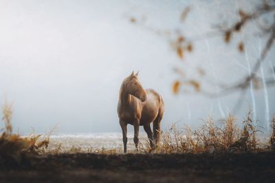 Horses in a field