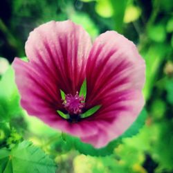 Close-up of pink flower