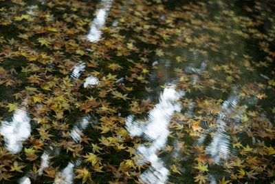 High angle view of bird in water