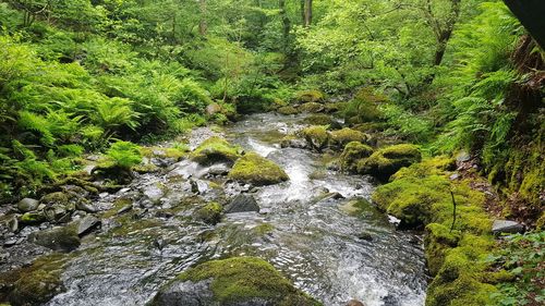 Stream flowing through rocks in forest