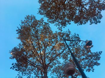 Low angle view of trees against blue sky