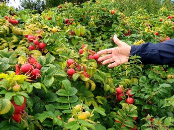 Hand holding fruits