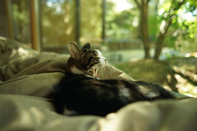 Portrait of brown tabby cat in woody room