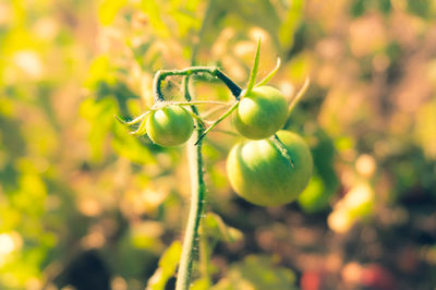 Close-up of fruit growing on plant