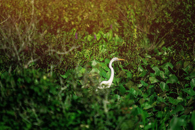 View of a reptile on field