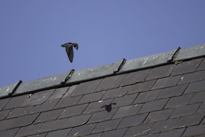 Low angle view of bird against blue sky