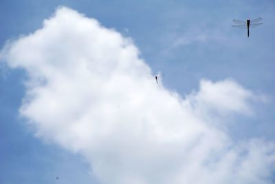 Low angle view of airplane flying in sky