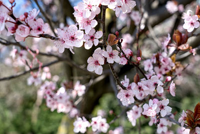 Close-up of pink cherry blossoms in spring