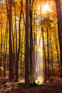 Sun shining through trees in forest