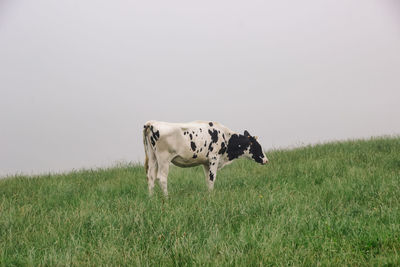 View of cow on field against sky