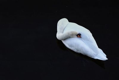 Close-up of swan swimming in lake