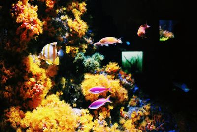 Close-up of fish swimming in aquarium