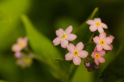 Close-up of flowers blooming outdoors