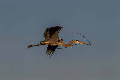 Low angle view of a bird flying