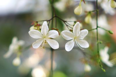 Close-up of white flowering plant