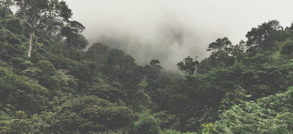 Scenic view of forest against sky