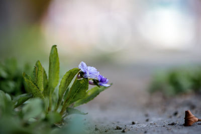 Close-up of purple flowering plant