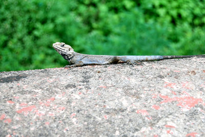 Close-up of lizard on rock