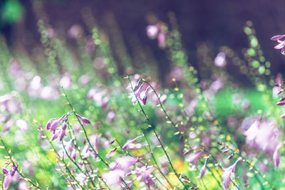 Close-up of flowers