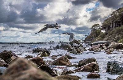 Seagulls flying over sea against sky