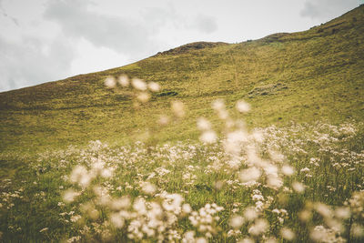 Scenic view of grassy field against sky