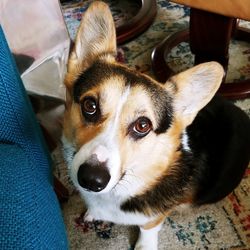 Close-up portrait of dog looking at camera