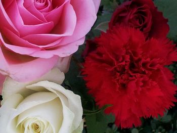 Close-up of pink rose