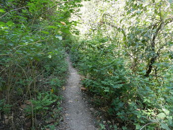 Walkway amidst trees