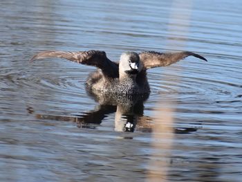 View of birds in lake