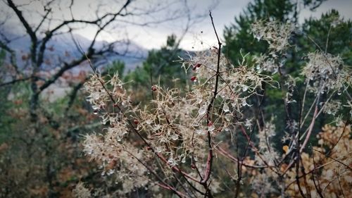 Close-up of flowers on tree