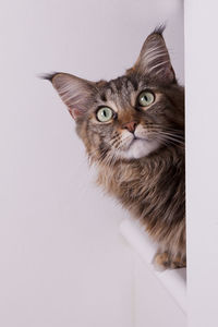 Portrait of cat against white background