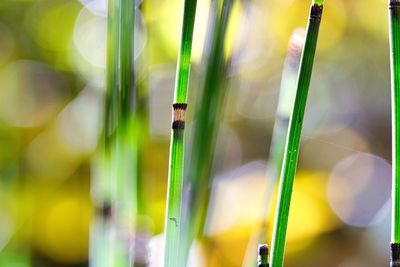 Close-up of lizard on grass