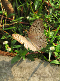 Close-up of butterfly on leaves
