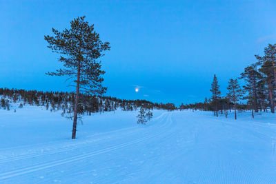 Trees on snow covered field against sky