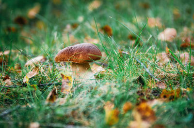 Close-up of mushroom growing on grassy field