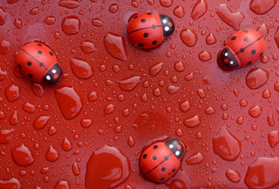 Close-up of raindrops on water