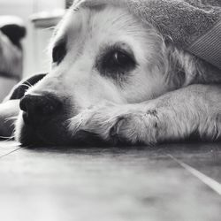 Close-up of dog resting