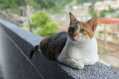 Close-up of cat looking away while relaxing on retaining wall