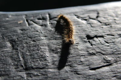 Close-up of insect on wood