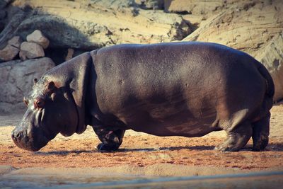 Close-up of hippopotamus